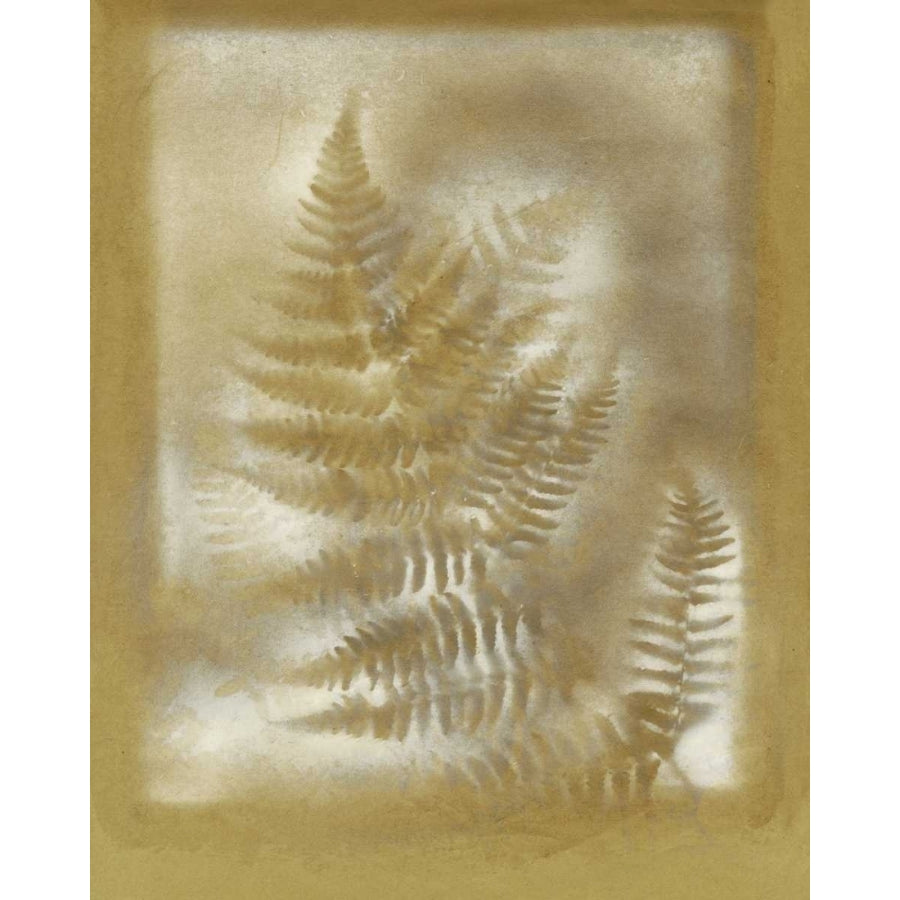 Shadows and Ferns IV Poster Print - Renee W. Stramel-VARPDX94498Z Image 1