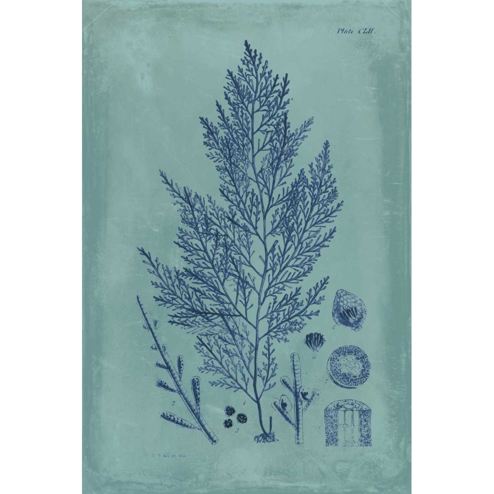 Indigo and Azure Seaweed IV Poster Print - Studio Vision-VARPDX94527Z Image 1