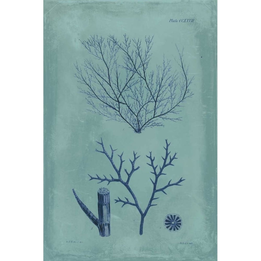 Indigo and Azure Seaweed VII Poster Print - Studio Vision-VARPDX94530Z Image 1