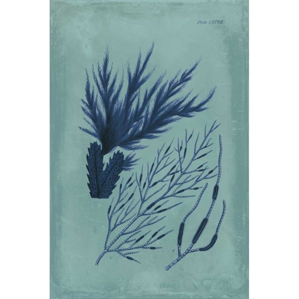 Indigo and Azure Seaweed II Poster Print - Studio Vision-VARPDX94525Z Image 1