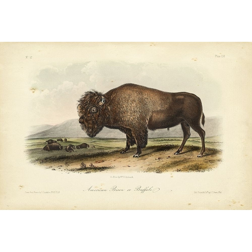 American Bison Poster Print - John James Audubon-VARPDX94544Z Image 1