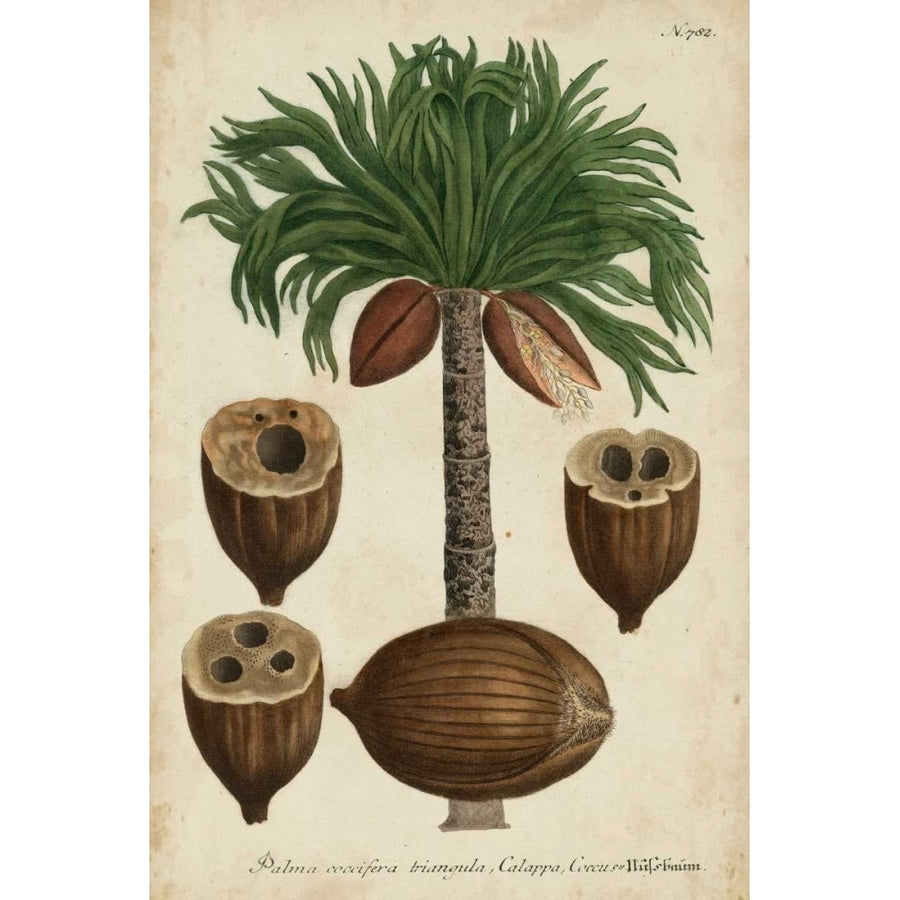 Vintage Tropicals I Poster Print - Weinmann-VARPDX94538Z Image 1