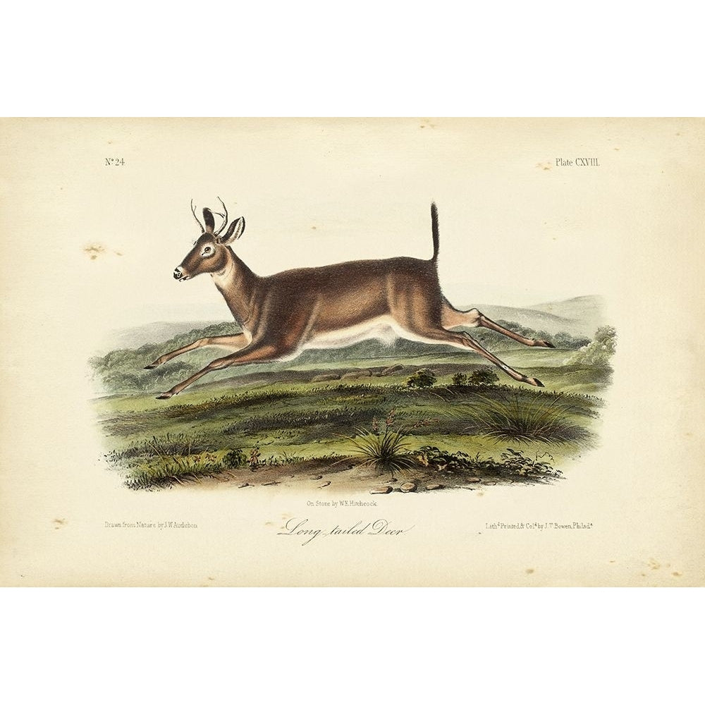 Long-tailed Deer Poster Print - John James Audubon-VARPDX94546Z Image 1