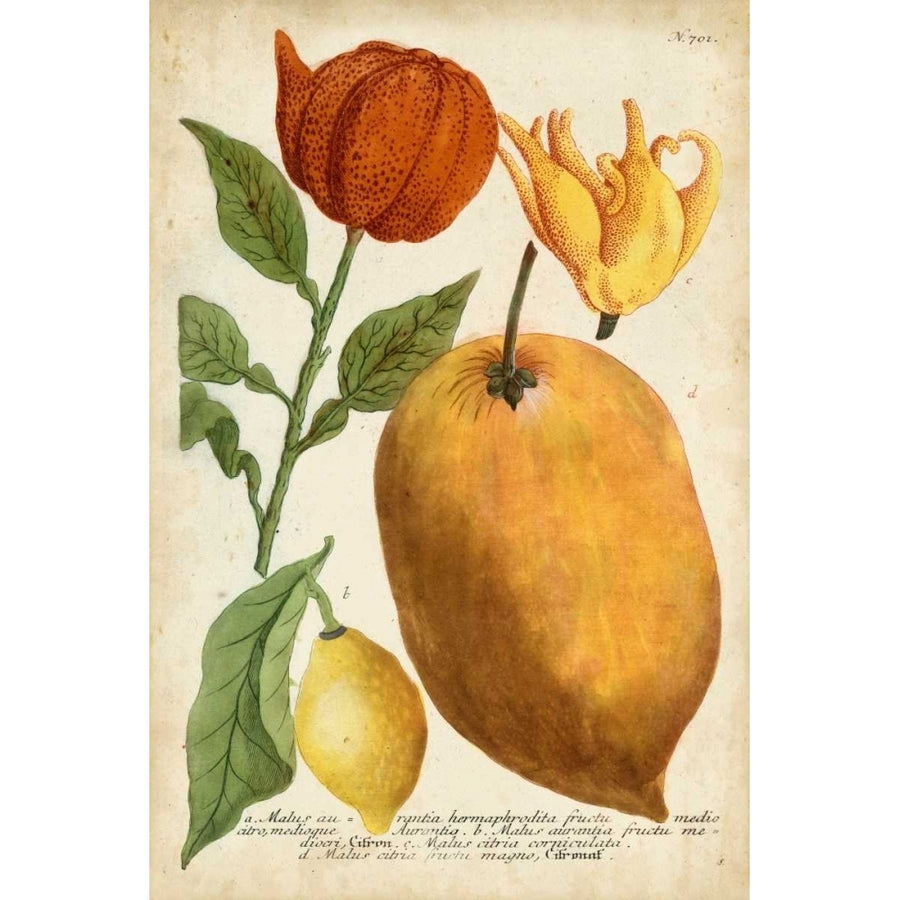 Exotic Citrus II Poster Print - Weinmann-VARPDX94537Z Image 1