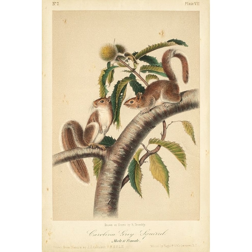 Audubon Squirrel I Poster Print - John James Audubon-VARPDX94548Z Image 1