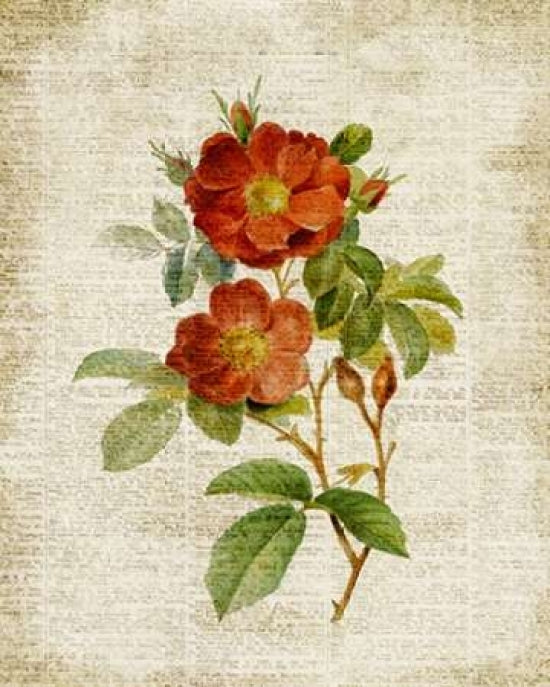 Roses on Newsprint II Poster Print by Lanie Loreth-VARPDX9454B Image 1