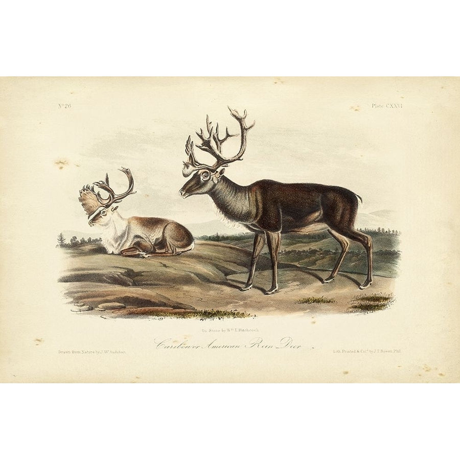 Caribou Poster Print - John James Audubon-VARPDX94547Z Image 1