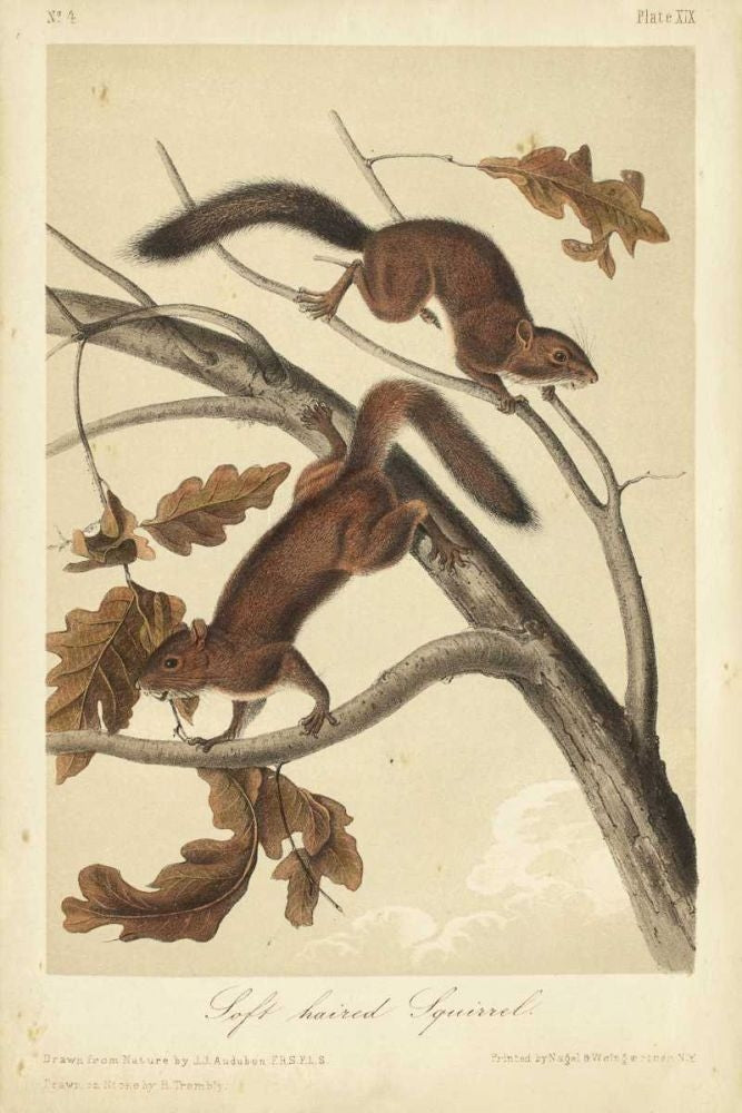 Audubon Squirrel III Poster Print - John James Audubon-VARPDX94550Z Image 1