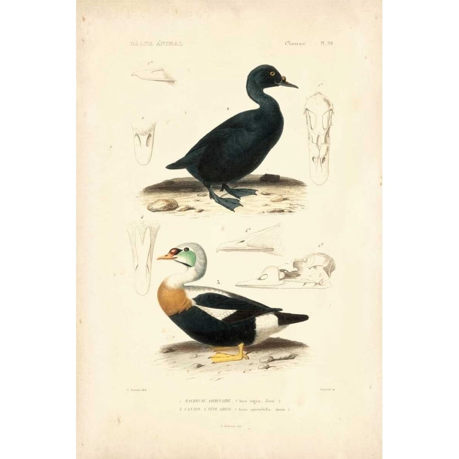 Antique Duck Study I Poster Print - N. Remond-VARPDX94567Z Image 1