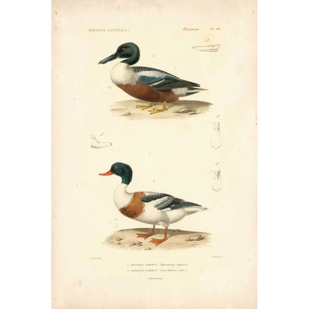 Antique Duck Study II Poster Print - N. Remond-VARPDX94568Z Image 1