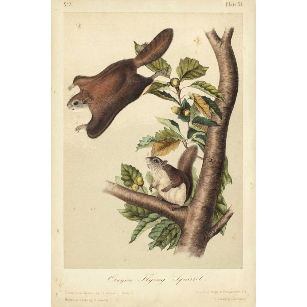 Audubon Squirrel IV Poster Print - John James Audubon-VARPDX94551Z Image 1