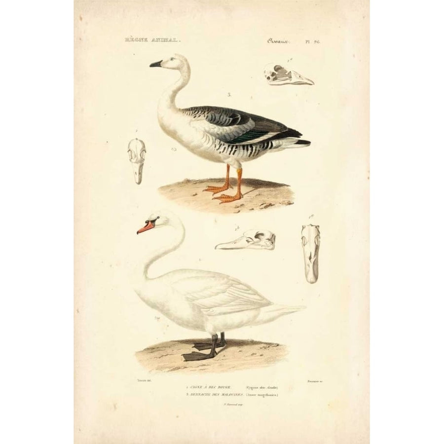 Antique Swan Study Poster Print - N. Remond-VARPDX94566Z Image 1