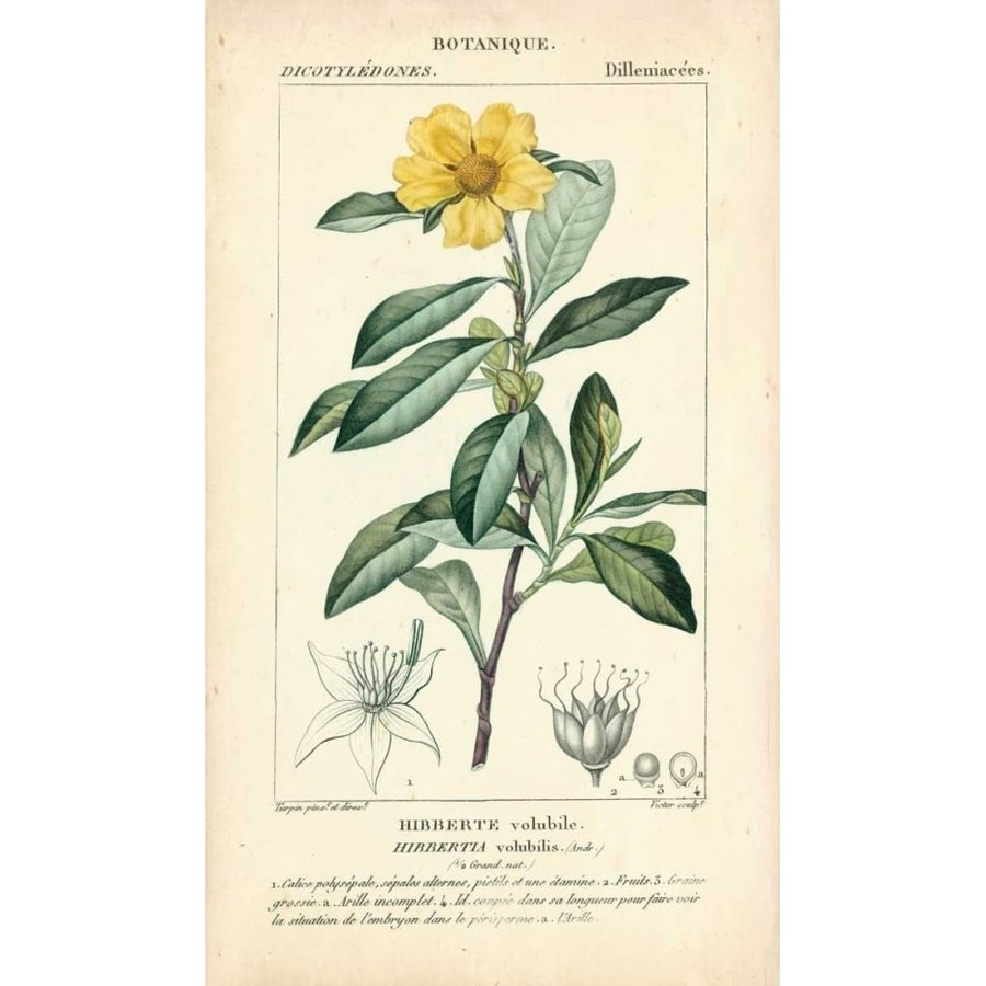 Botanique Study in Yellow I Poster Print - Turpin-VARPDX94571Z Image 1