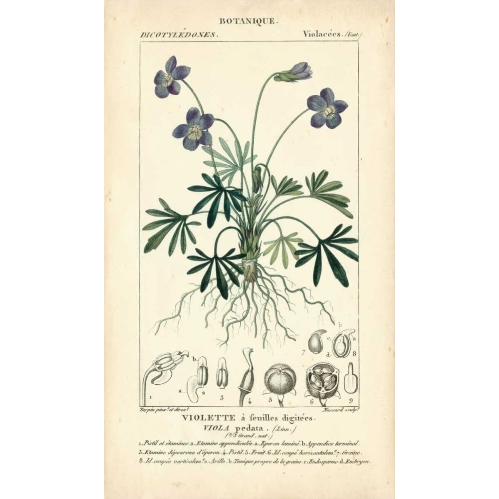 Botanique Study in Lavender IV Poster Print - Turpin-VARPDX94578Z Image 1