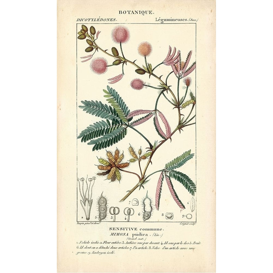 Botanique Study in Pink IV Poster Print - Turpin-VARPDX94582Z Image 1