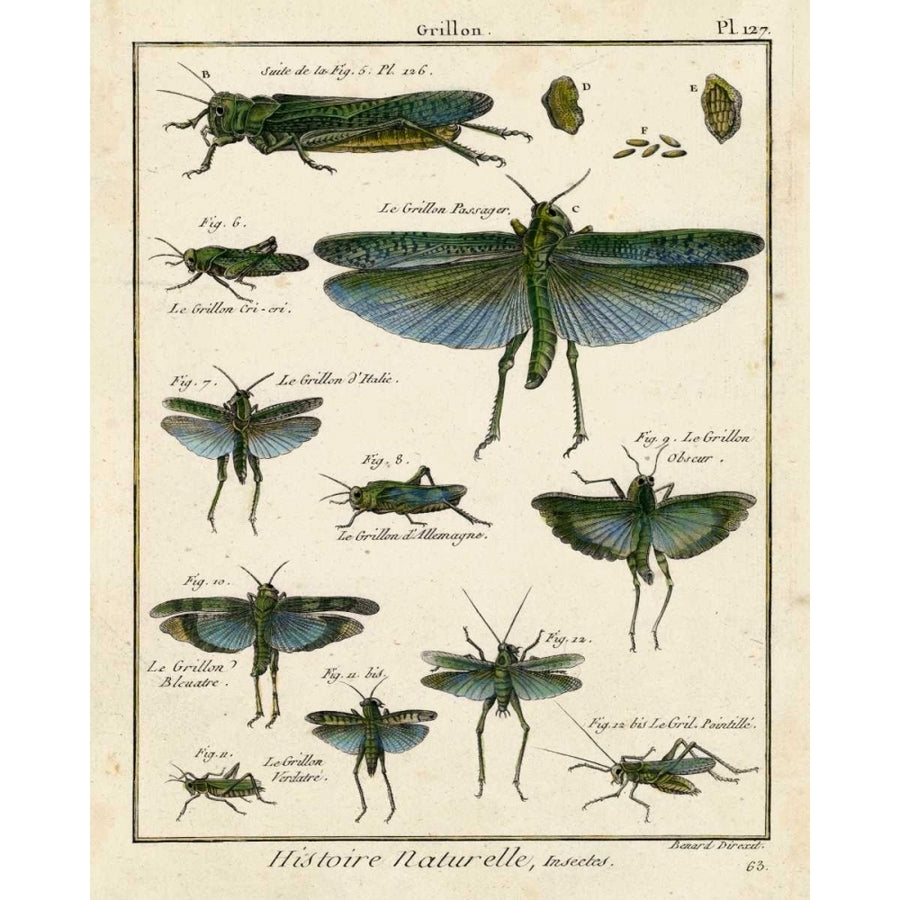 Histoire Naturelle Insects II Poster Print - Diderot-VARPDX94588Z Image 1