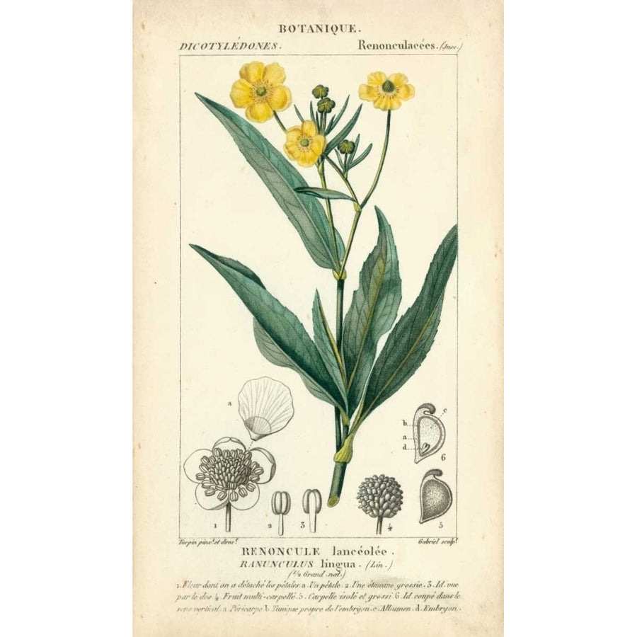 Botanique Study in Yellow III Poster Print - Turpin-VARPDX94573Z Image 1