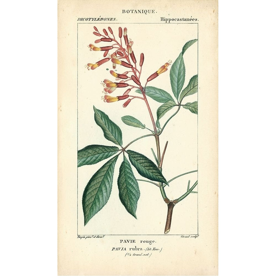 Botanique Study in Pink III Poster Print - Turpin-VARPDX94581Z Image 1