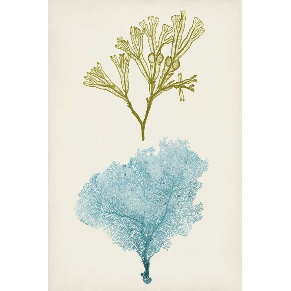 Aqua and Citron Coral II Poster Print - Studio Vision-VARPDX94590Z Image 1