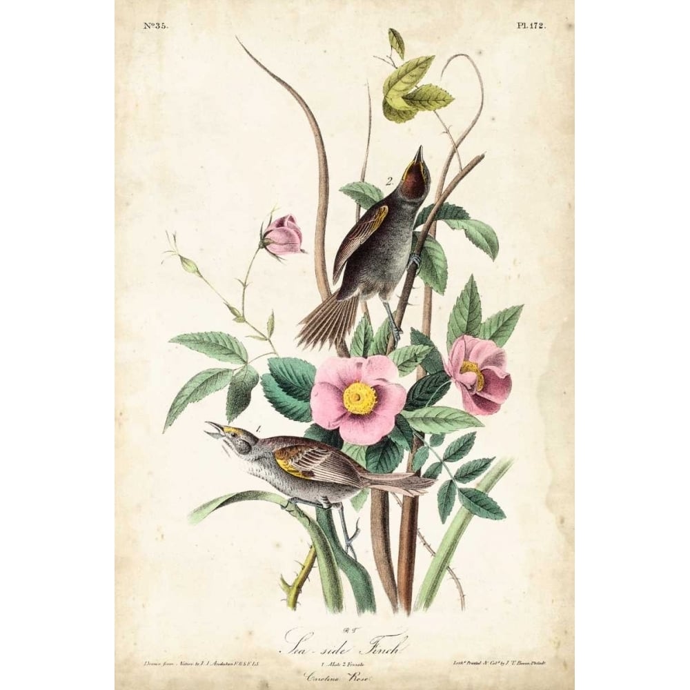 Seaside Finch Poster Print - James Audubon John-VARPDX94658Z Image 1