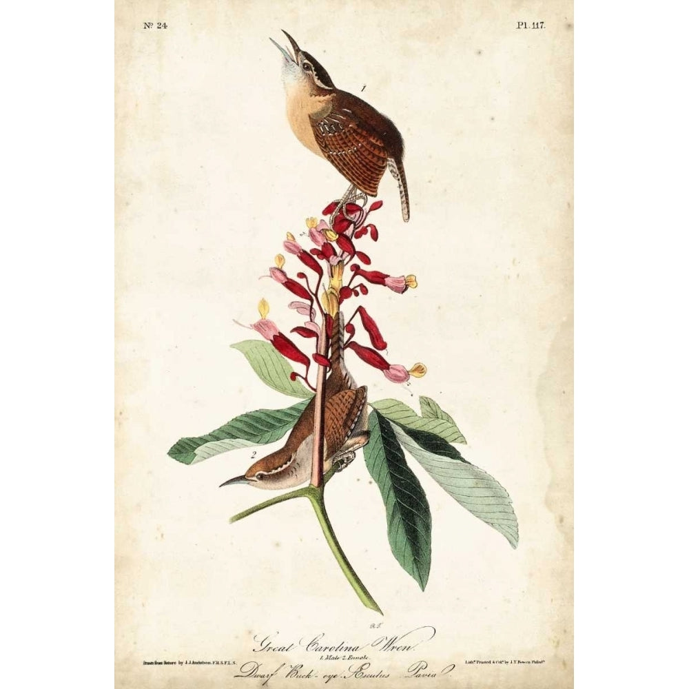 Great Carolina Wren Poster Print - James Audubon John-VARPDX94659Z Image 1