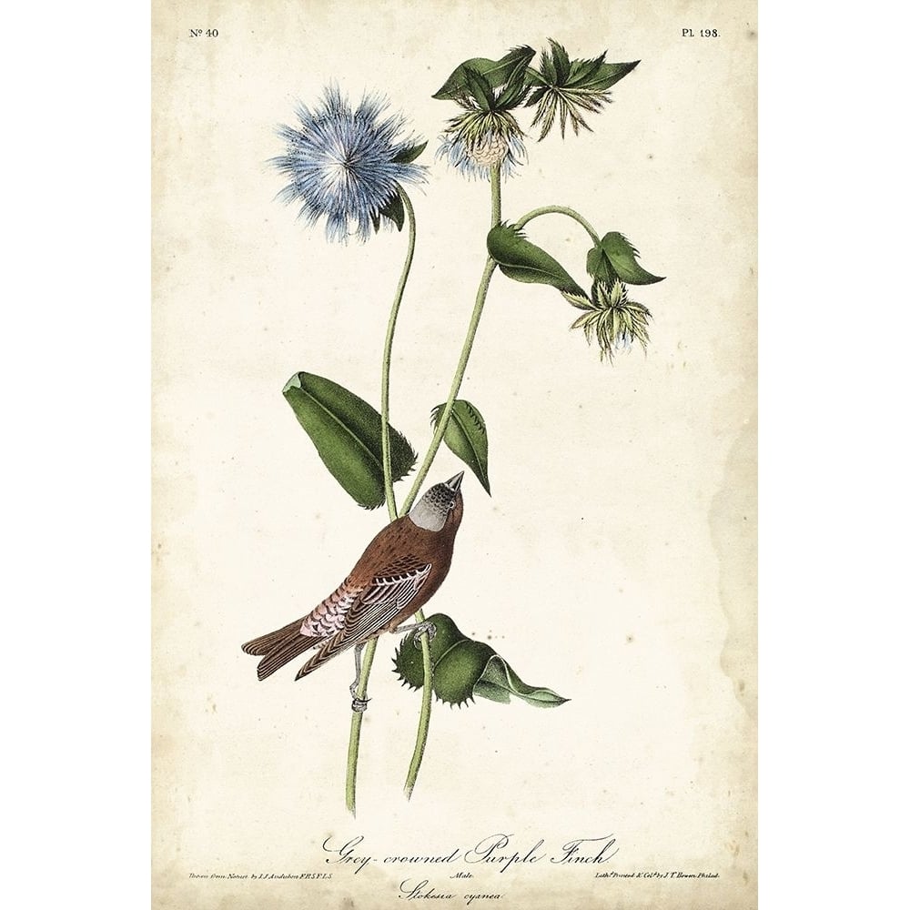 Grey-crowned Purple Finch Poster Print - John James Audubon-VARPDX94661Z Image 1