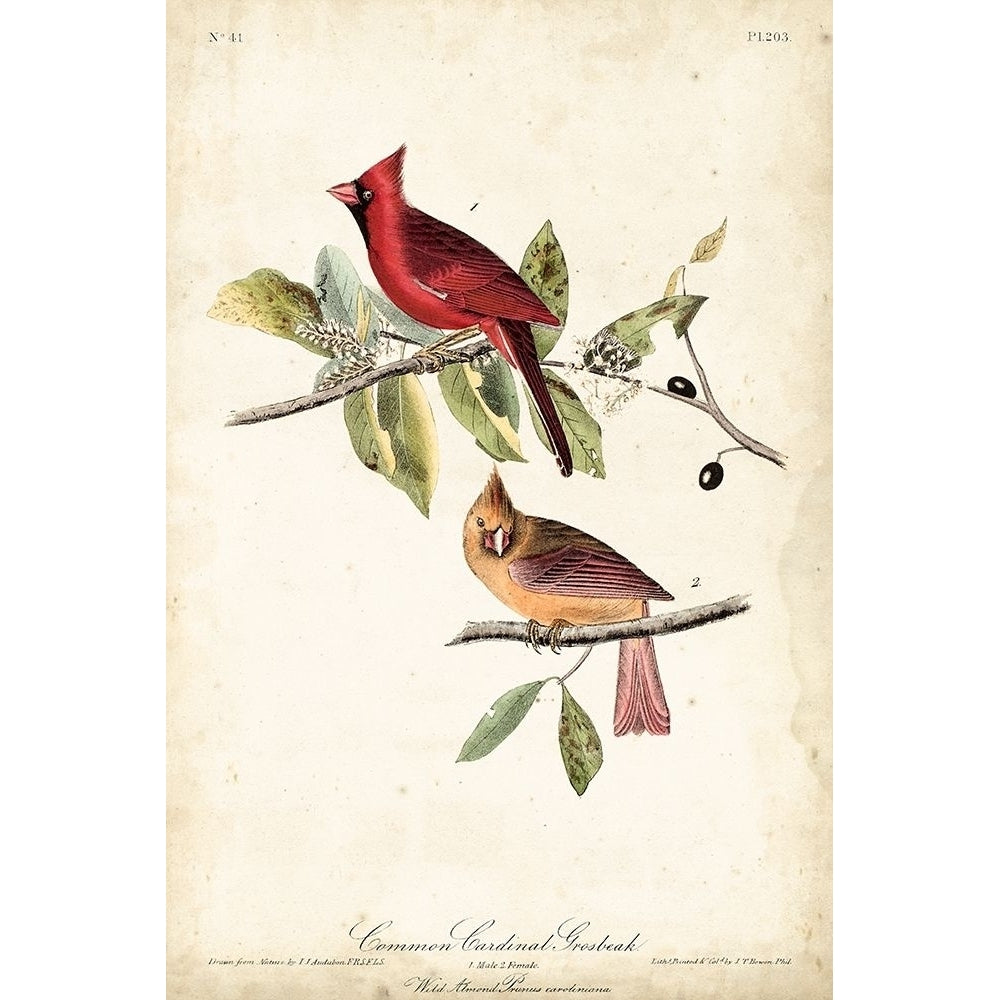 Common Cardinal Grosbeak Poster Print - John James Audubon-VARPDX94664Z Image 1