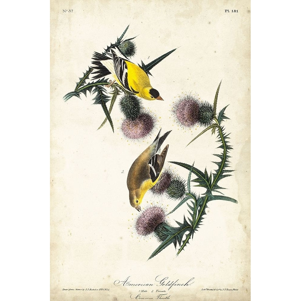 American Goldfinch Poster Print - John James Audubon-VARPDX94660Z Image 1