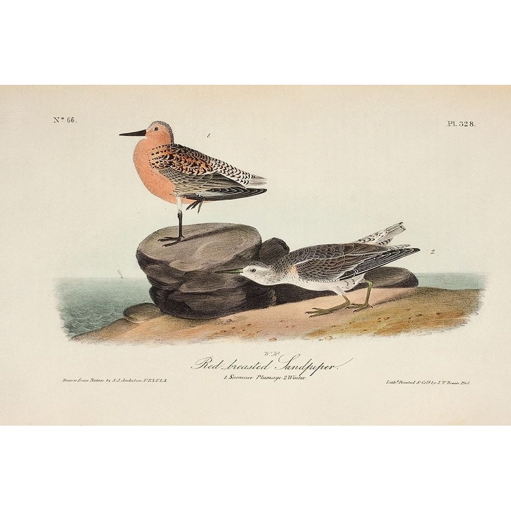 Red Breasted Sandpiper Poster Print - John James Audubon-VARPDX94971Z Image 1