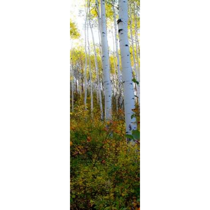 Aspen in the Day II Poster Print by Kathy Mansfield-VARPDX9508B Image 1