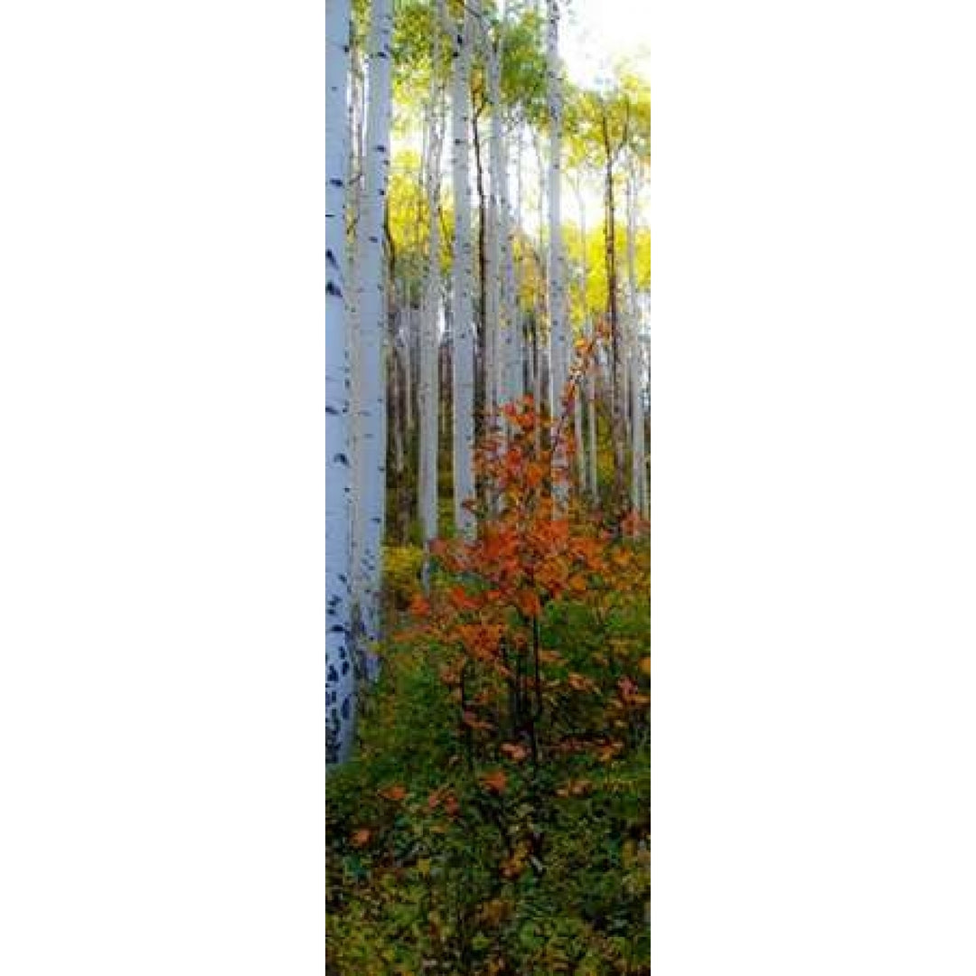 Aspen in the Day I Poster Print by Kathy Mansfield-VARPDX9508A Image 1