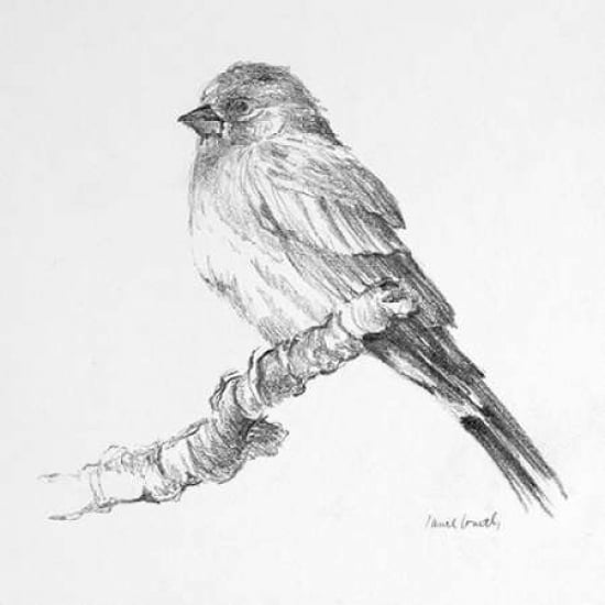 Bird Drawing I Poster Print by Lanie Loreth-VARPDX9550 Image 1