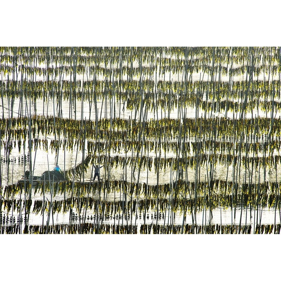 Harvesting Kelp Poster Print - Xinhua Zhou-VARPDX959964 Image 1