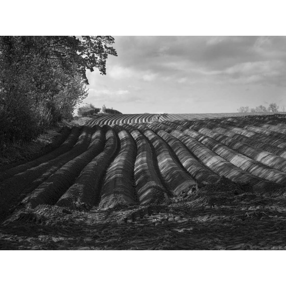 Furrows Poster Print - Martin Henson-VARPDX98045Z Image 1