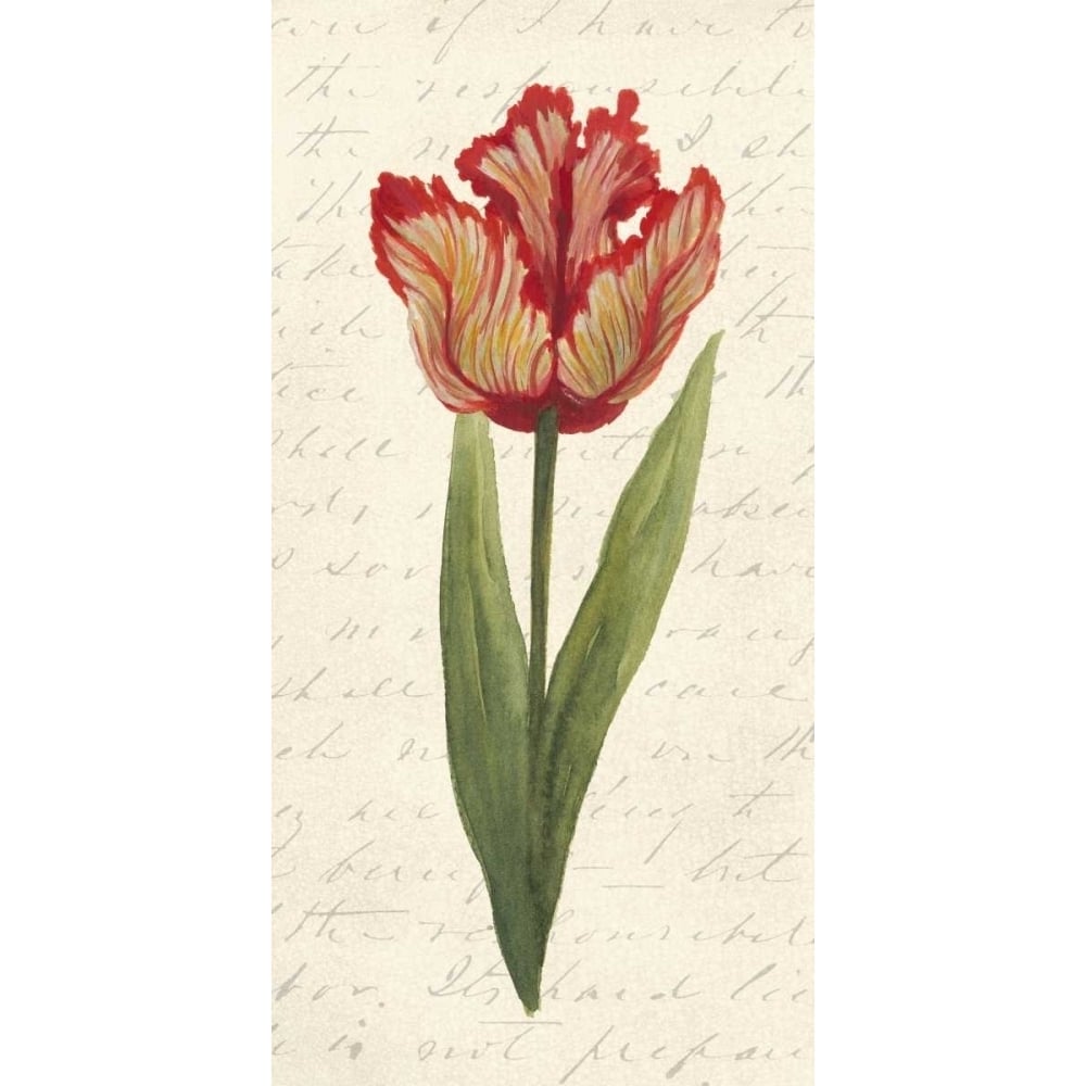 Twin Tulips II Poster Print - Grace Popp-VARPDX98096Z Image 1