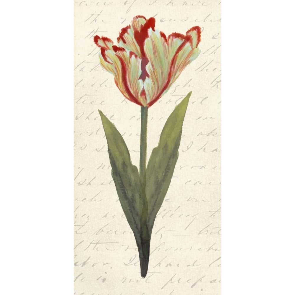 Twin Tulips I Poster Print - Grace Popp-VARPDX98095Z Image 1