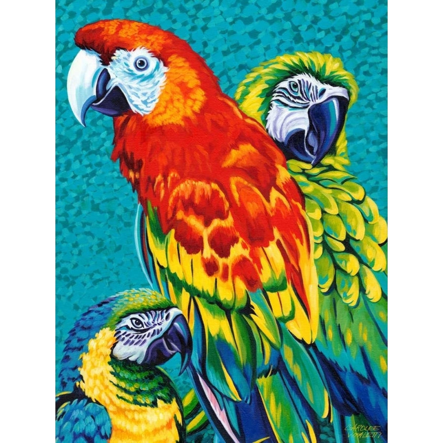 Birds in Paradise III Poster Print - Carolee Vitaletti-VARPDX98149GG Image 1