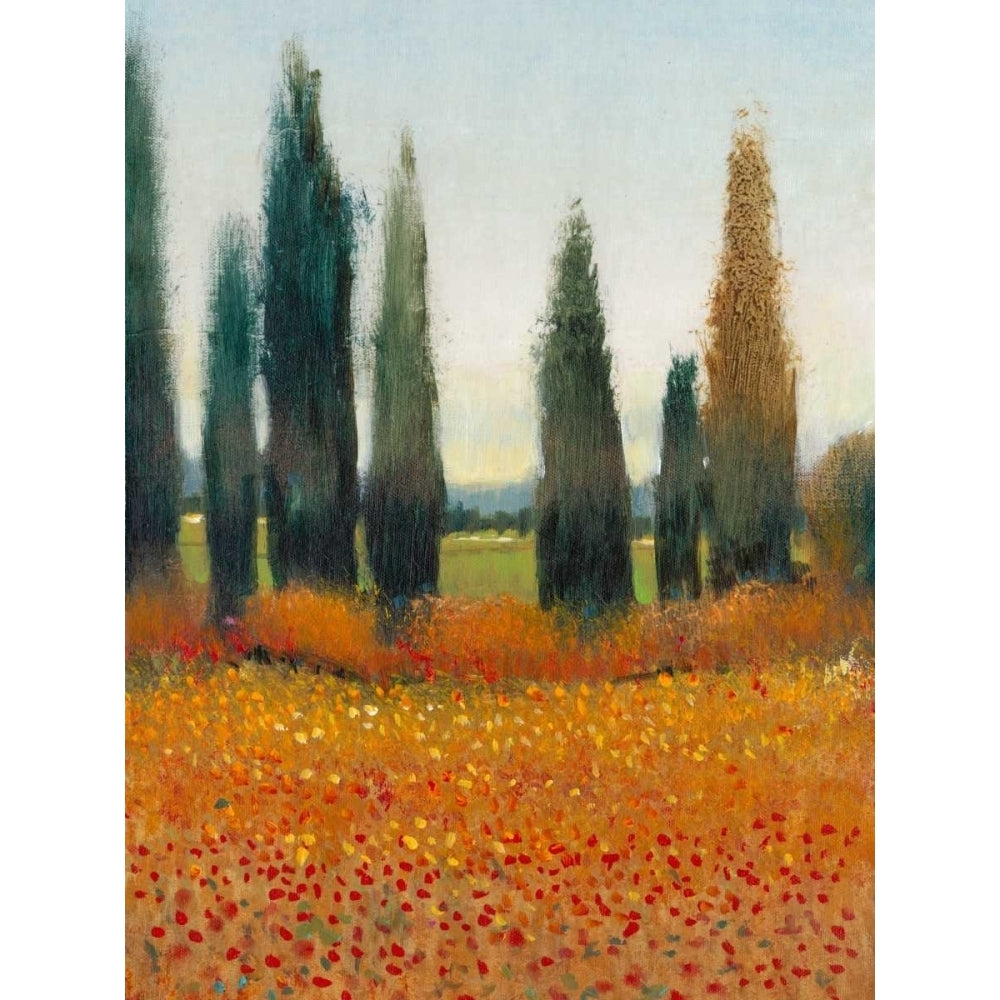 Cypress Trees I Poster Print - Tim OToole-VARPDX98298GG Image 1