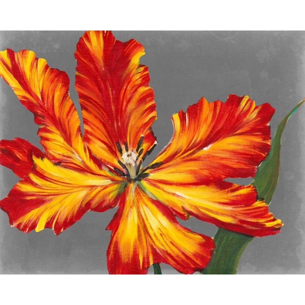 Tulip Portrait II Poster Print - Tim OToole-VARPDX98295GG Image 1