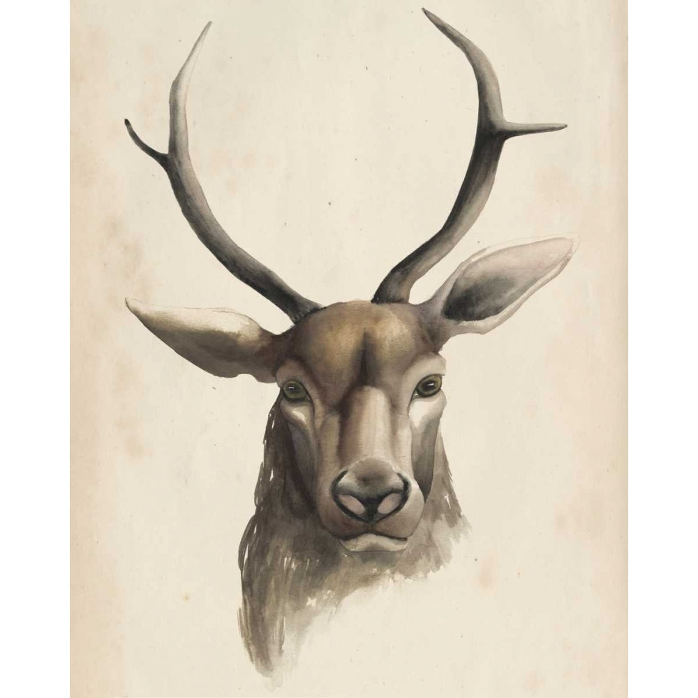 Watercolor Animal Study I Poster Print - Grace Popp-VARPDX98332Z Image 1