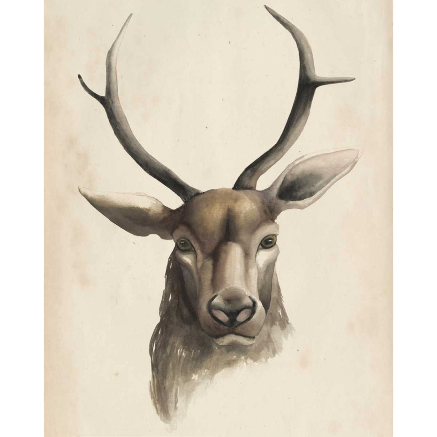 Watercolor Animal Study I Poster Print - Grace Popp-VARPDX98332Z Image 1