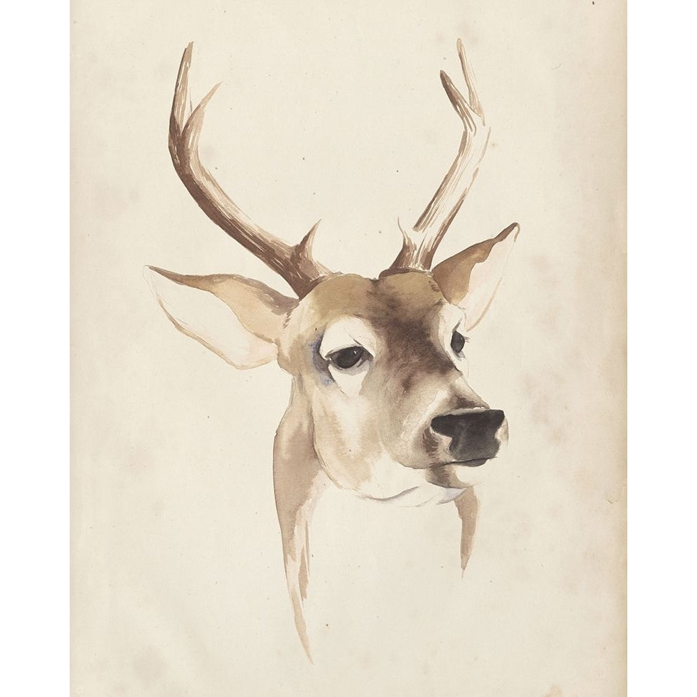 Watercolor Animal Study IV Poster Print - Grace Popp-VARPDX98335GG Image 1