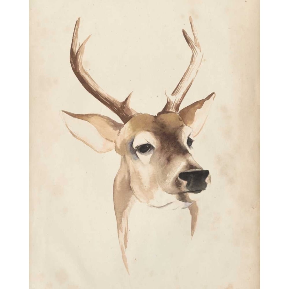 Watercolor Animal Study IV Poster Print - Grace Popp-VARPDX98335Z Image 1