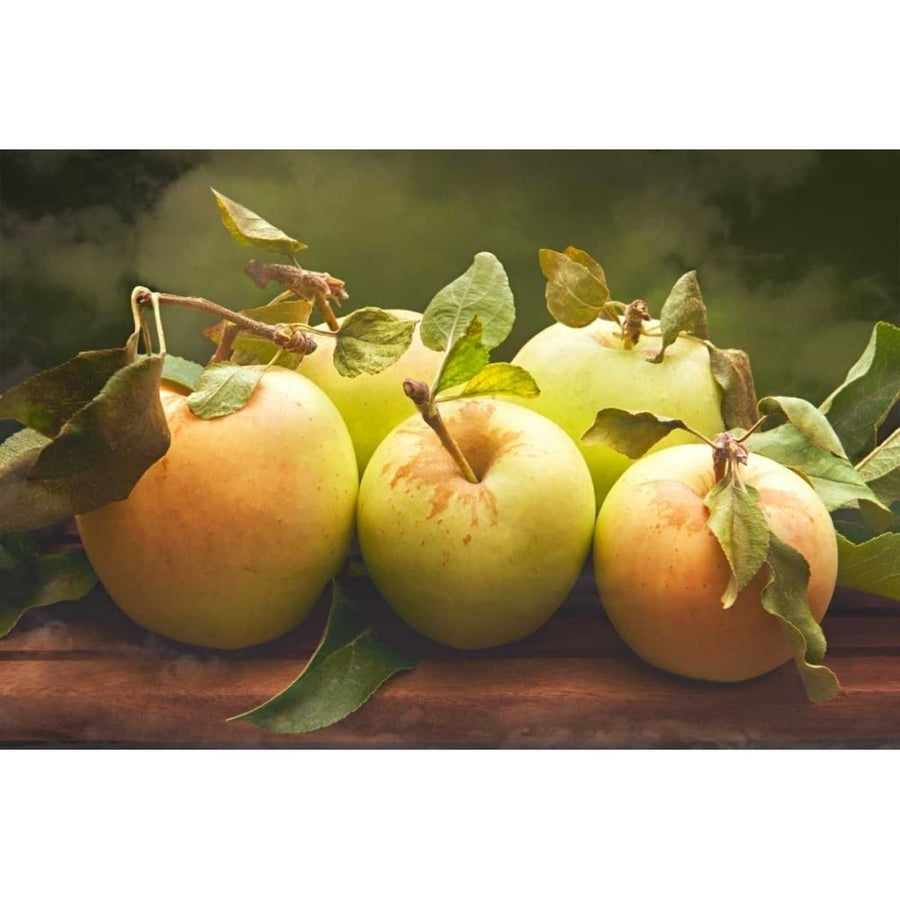 Jills Green Apples II Poster Print - Rachel Perry-VARPDX98352Z Image 1