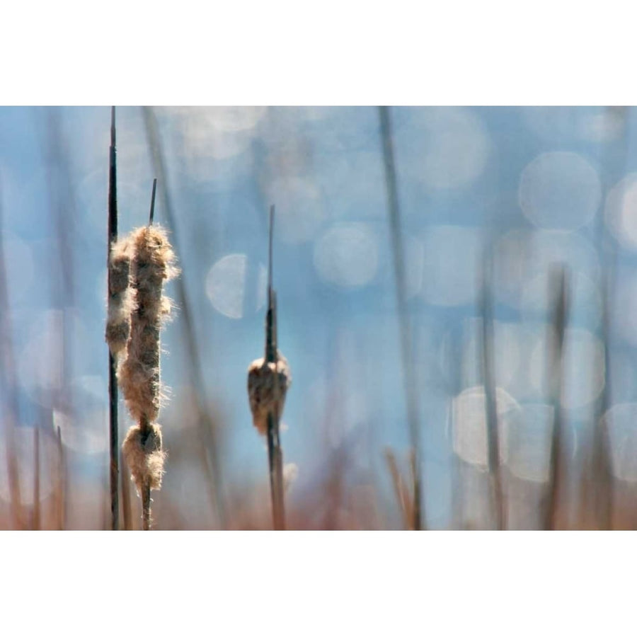 Light Dance on Cattails II Poster Print - Leda Robertson-VARPDX98465Z Image 1