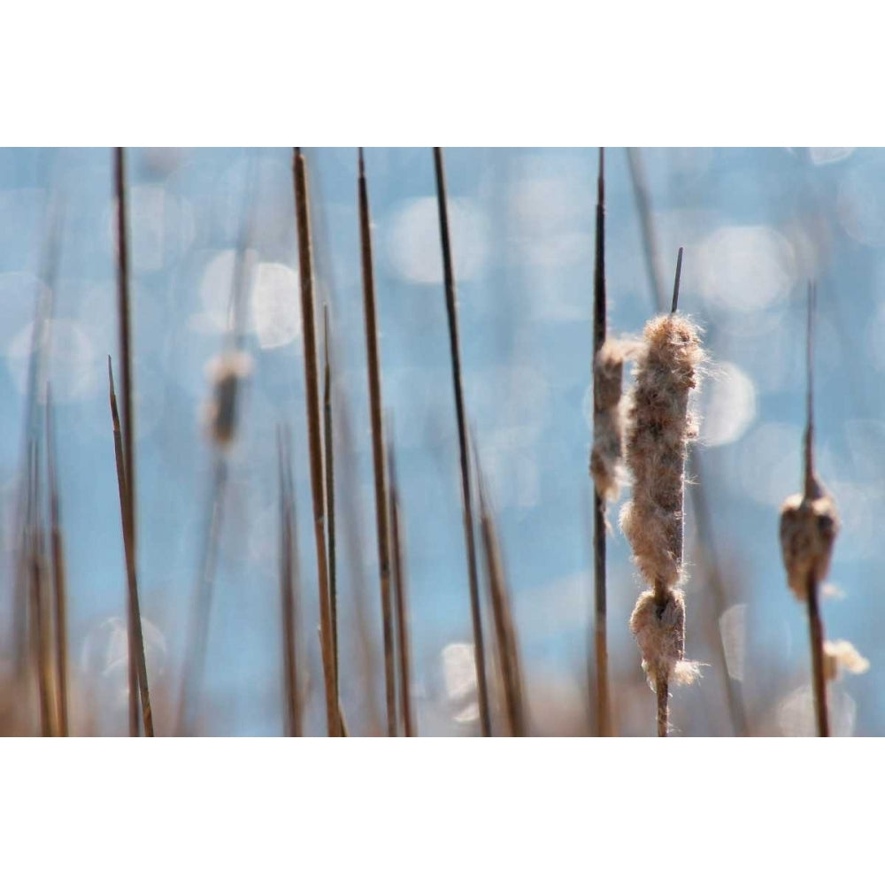 Light Dance on Cattails I Poster Print - Leda Robertson-VARPDX98464Z Image 1