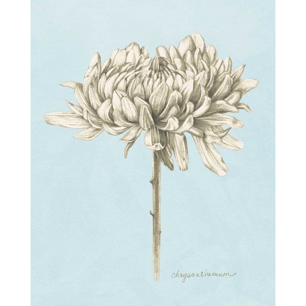 Graphite Botanical Study II Poster Print - Grace Popp-VARPDX98626GG Image 1