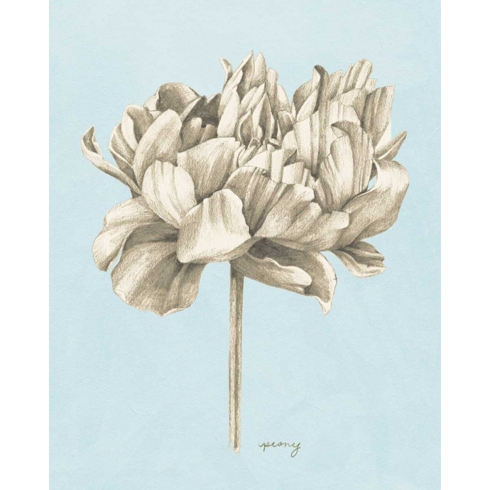 Graphite Botanical Study IV Poster Print - Grace Popp-VARPDX98628GG Image 1