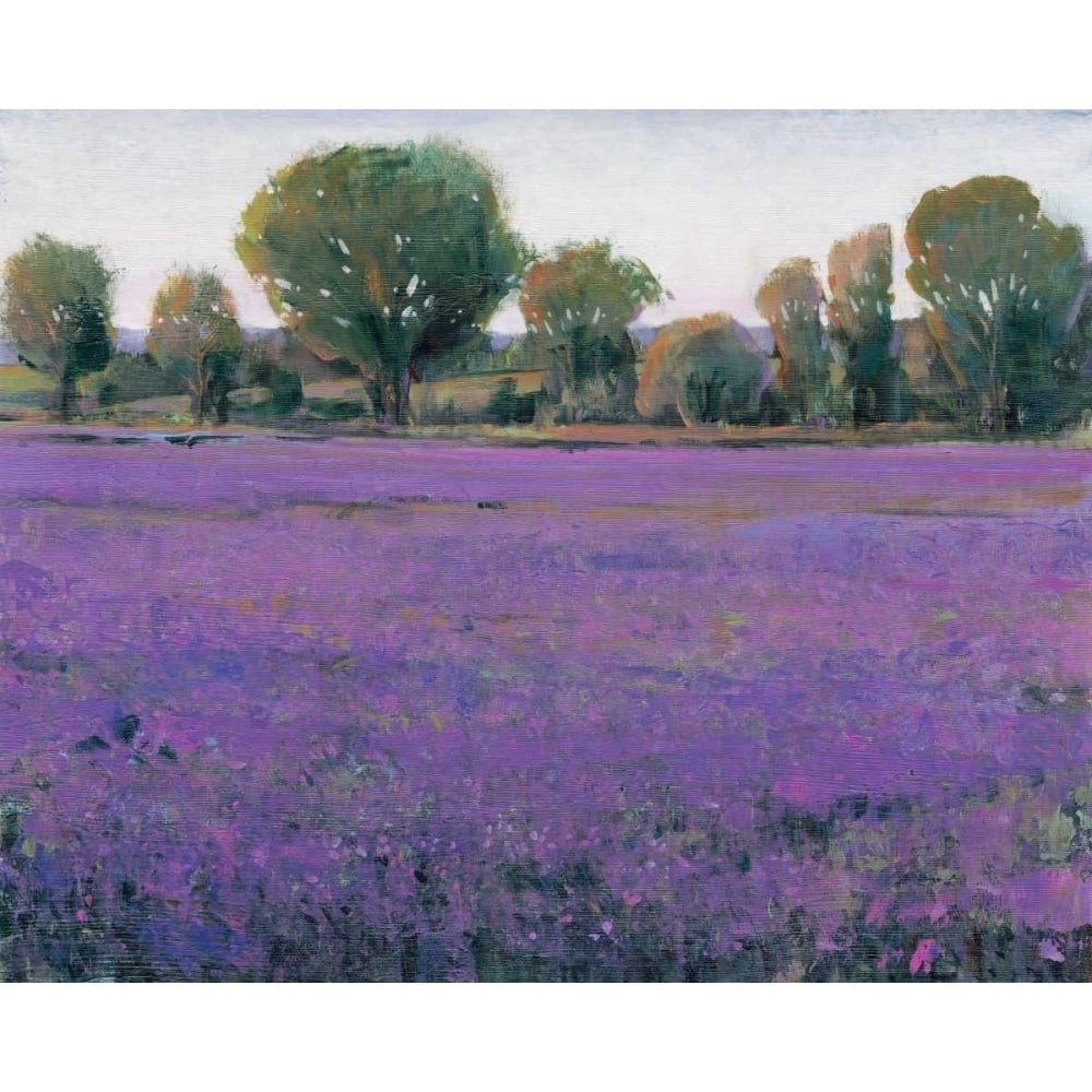 Lavender Field I Poster Print - Tim OToole-VARPDX98789GG Image 1