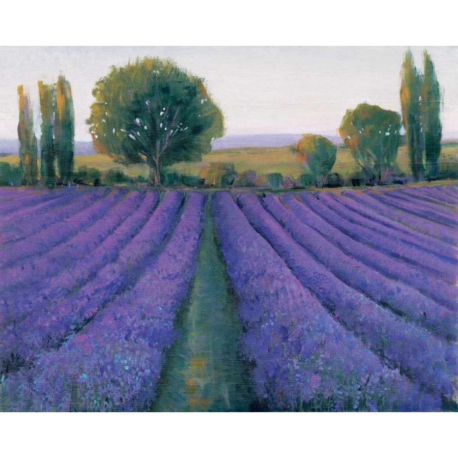 Lavender Field II Poster Print - Tim OToole-VARPDX98790GG Image 1